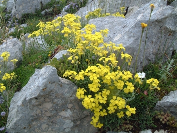 Erysimum majellense